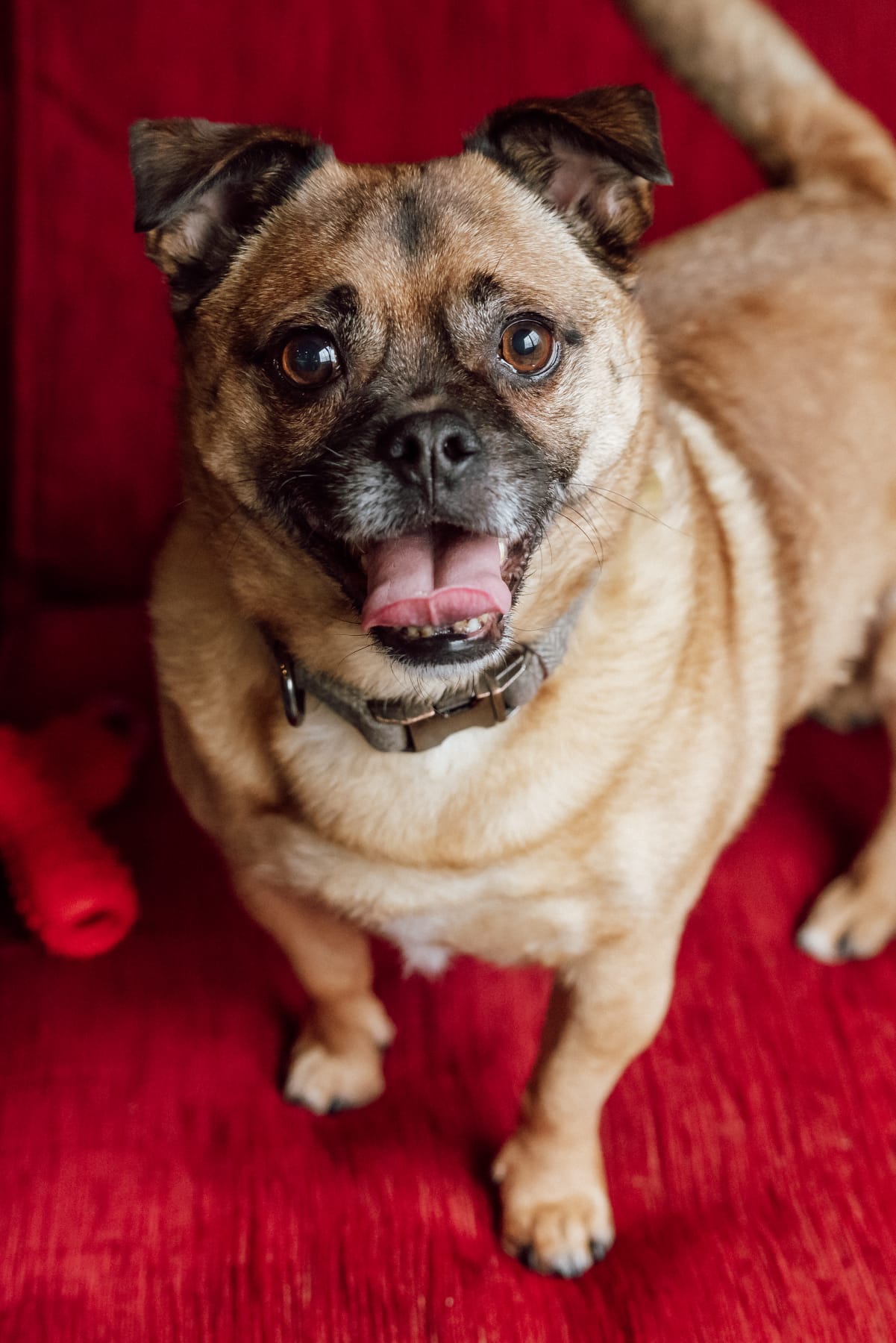 Mallow ~ the real dog behind the icon 🐶